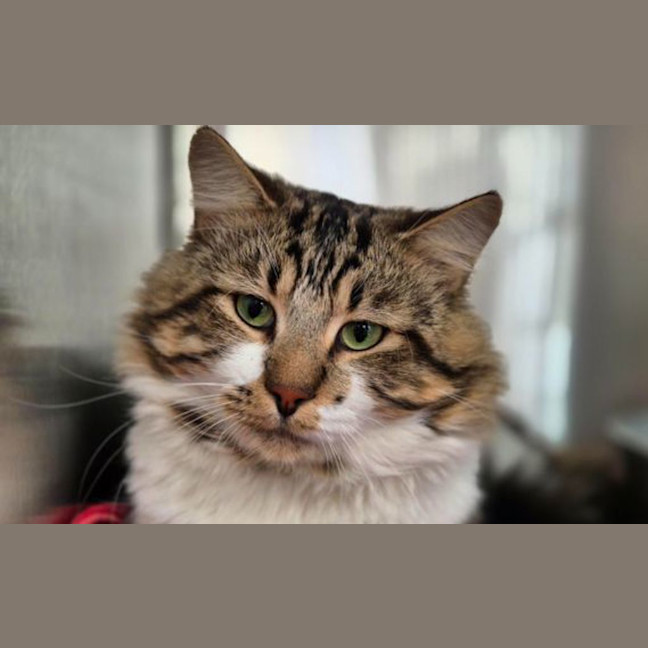 Photo of Thor