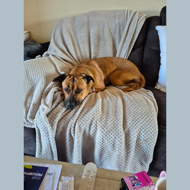 Photo of Dash