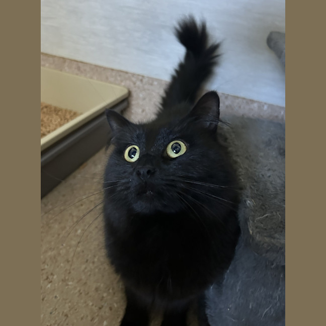Photo of Nova