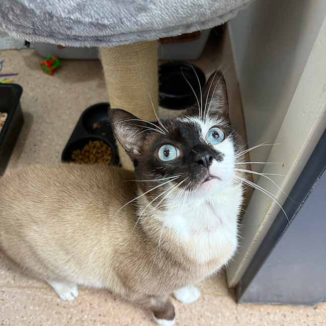 Photo of Marshmallow