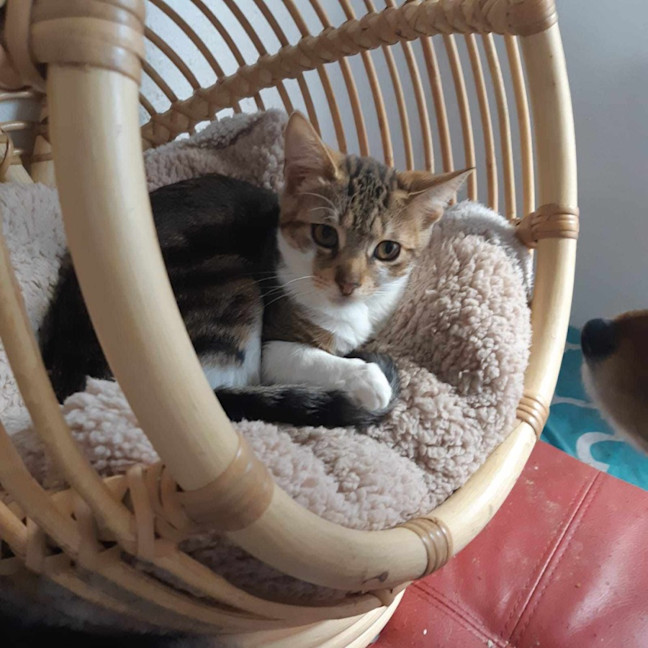 Photo of Frank Meet Me@Petstock Keysborough Store 