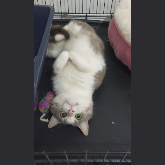 Photo of Mochi