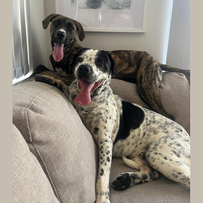 Photo of Diego & Gypsy