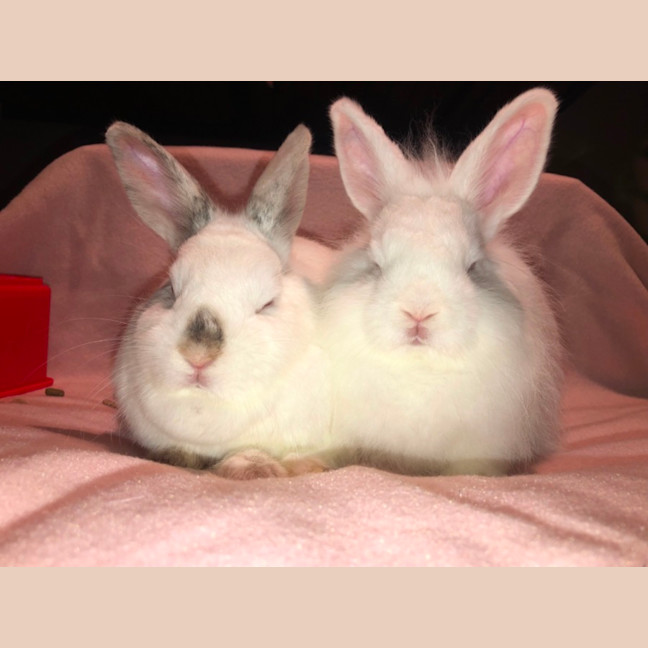 Photo of Blizzard & Odette 