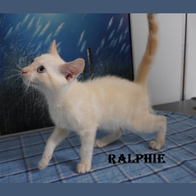Photo of Ralphie