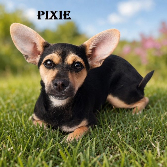 Photo of Pixie