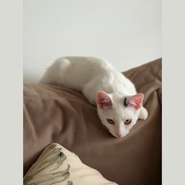 Photo of Ghost