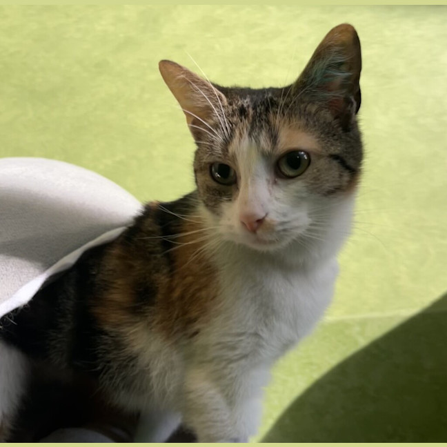 Photo of Cookie