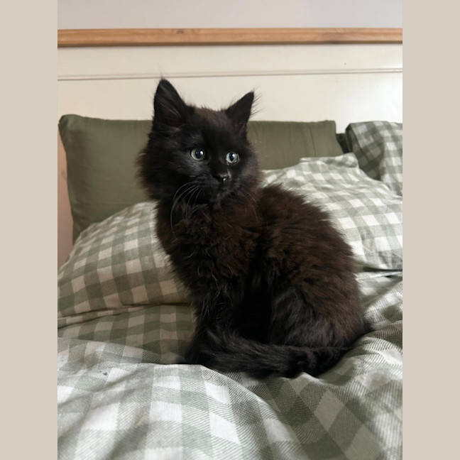 Photo of Lacey