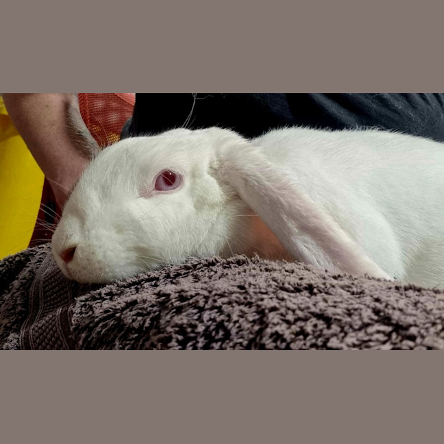 Photo of Aggie