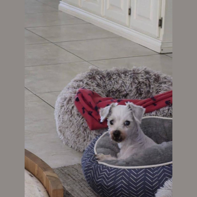 Photo of Alfie