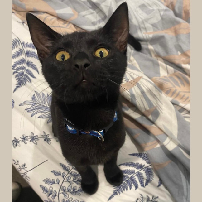 Photo of Shadow 