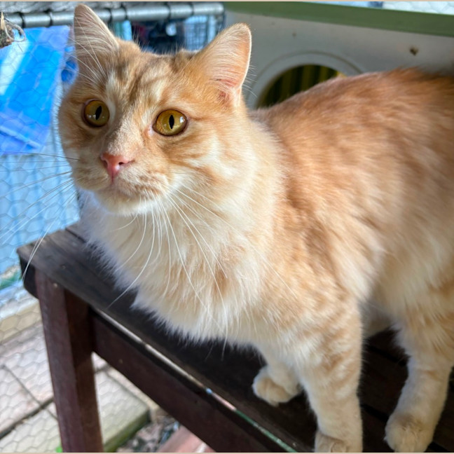 Photo of Citrine