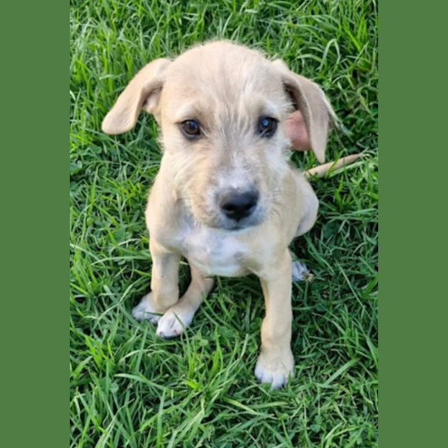 Photo of Chivas Regal 