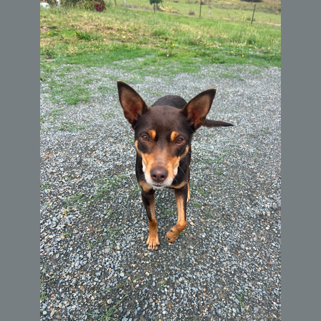 Photo of Cora