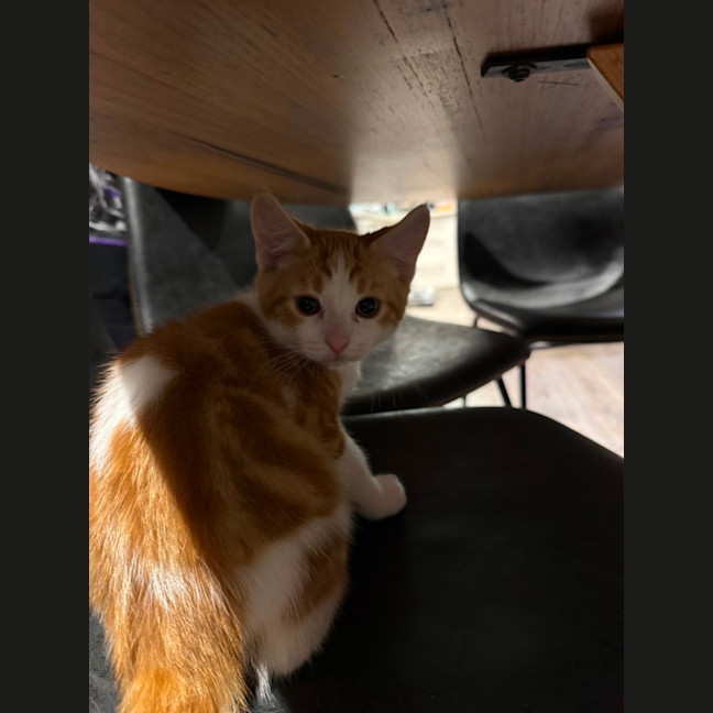 Photo of Rusty