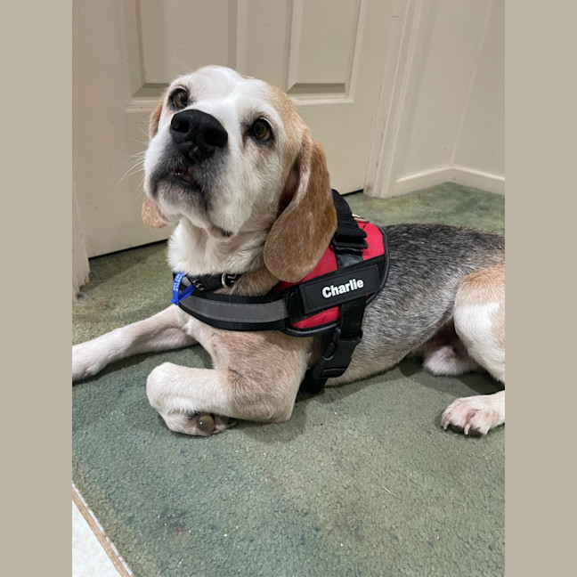 Photo of Charlie & Sam   7 Year Old Beagles