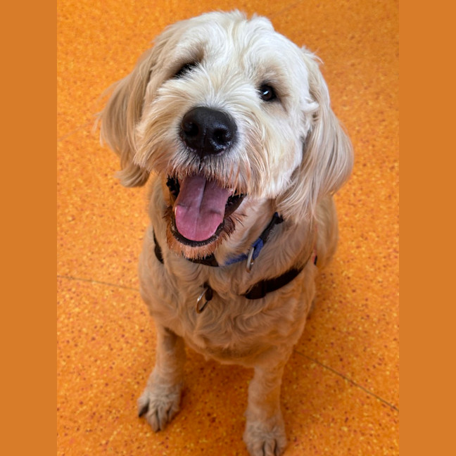 Photo of Kodi
