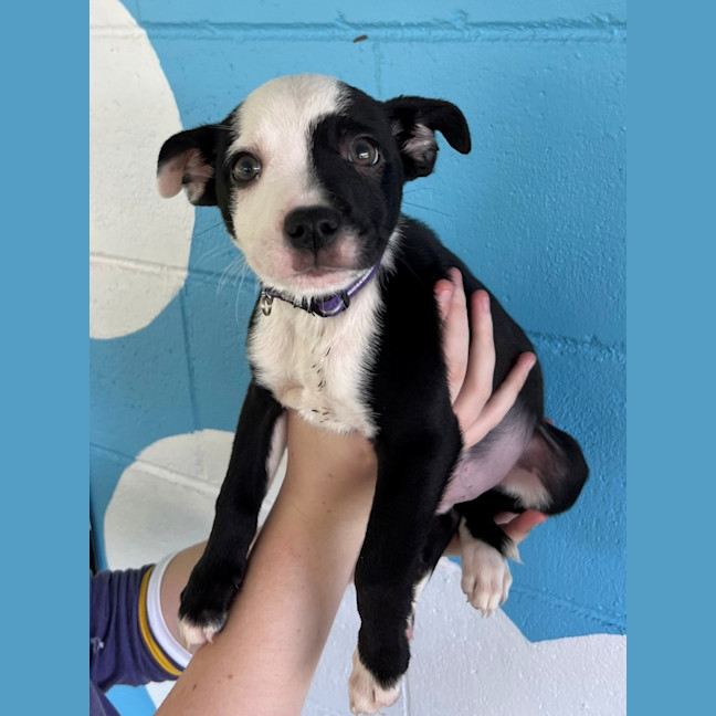 Photo of D1143 Marvin