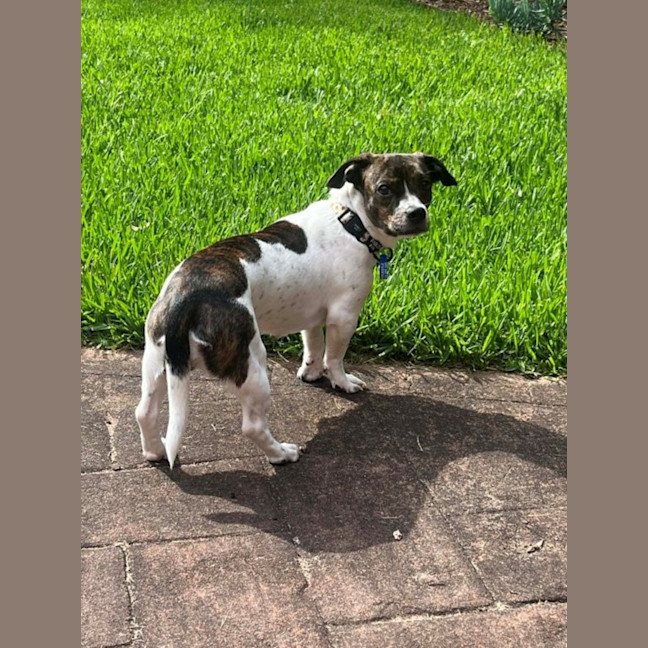 Photo of Daisy   10 Month Old Dachshund X Boston Terrier