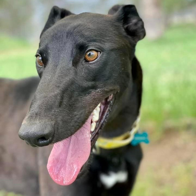 Photo of Tjandamarra