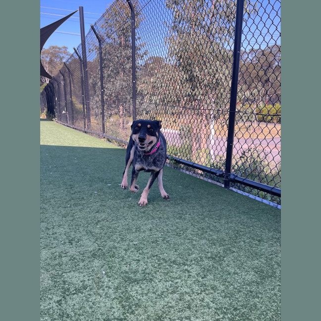 Photo of Harley Imp 1807