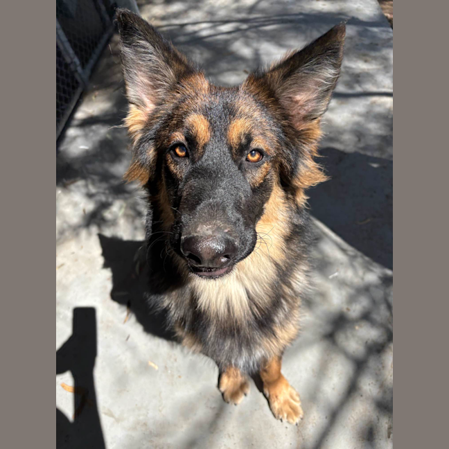 Photo of Lewie Wagger Of Tails (Frank)