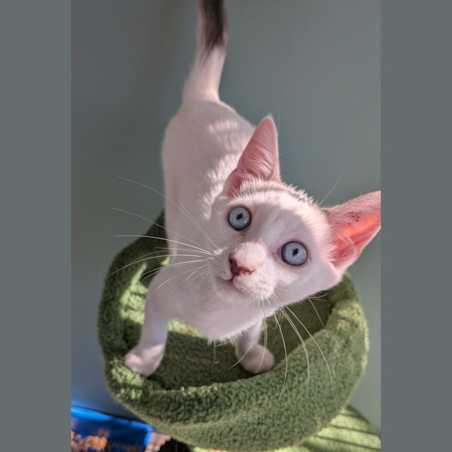 Photo of Froyo