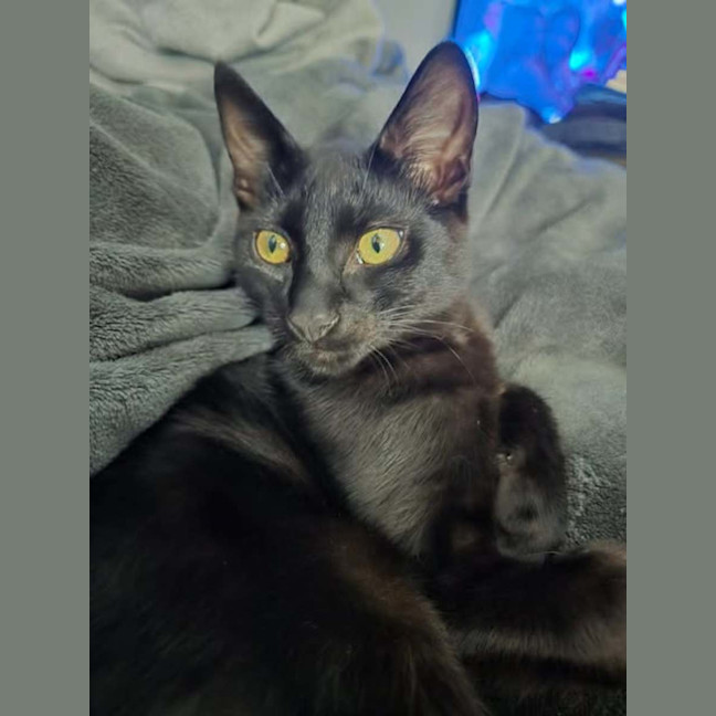 Photo of Kole