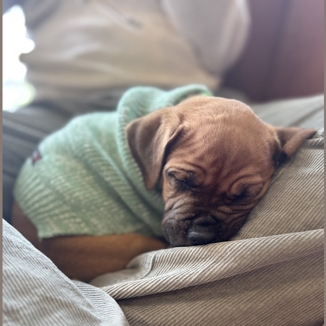 Photo of Stormy   9 Week Old American Staffy