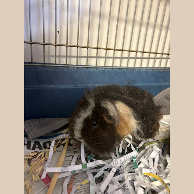 Photo of Toffee