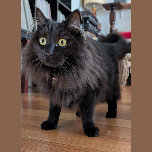 Photo of Truffles
