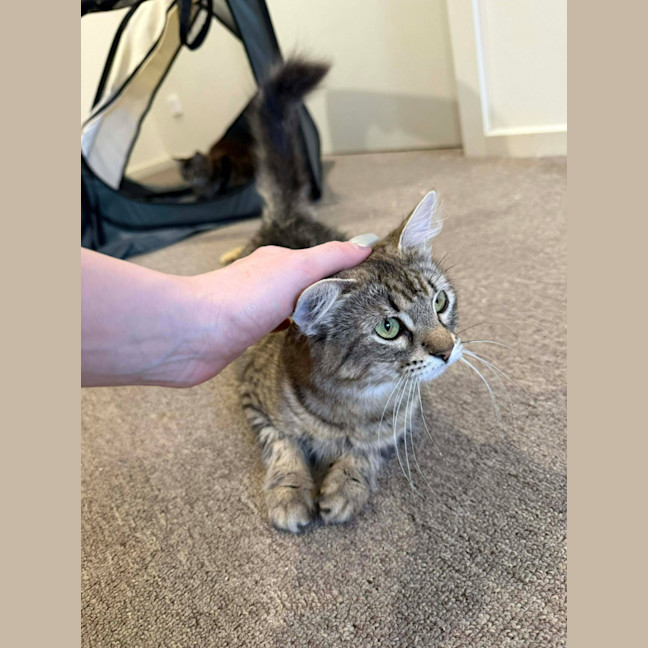 Photo of Tango