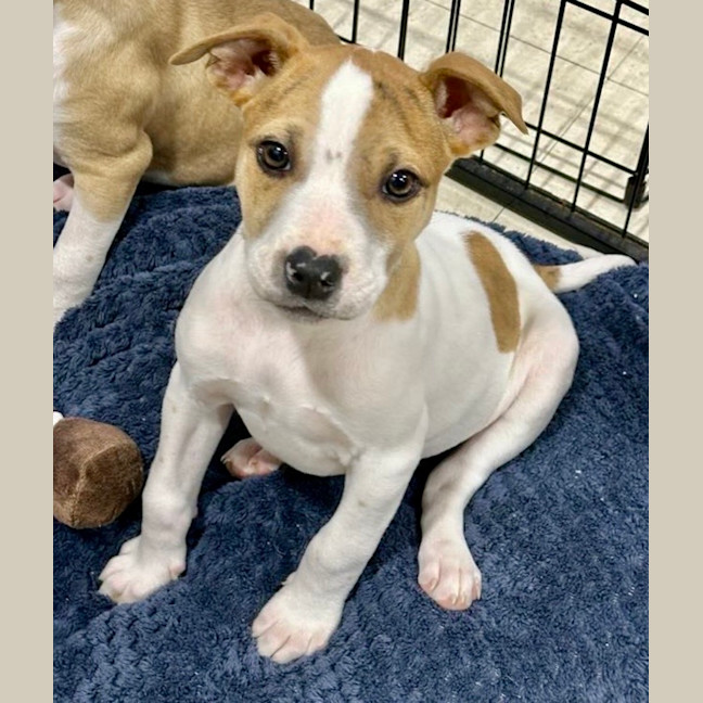 Photo of Luna 🩷🐶🩷