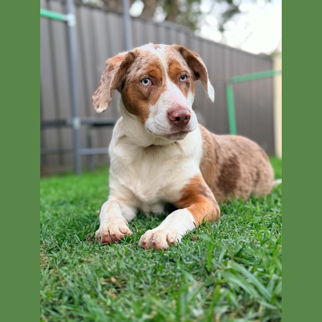 Photo of Nova