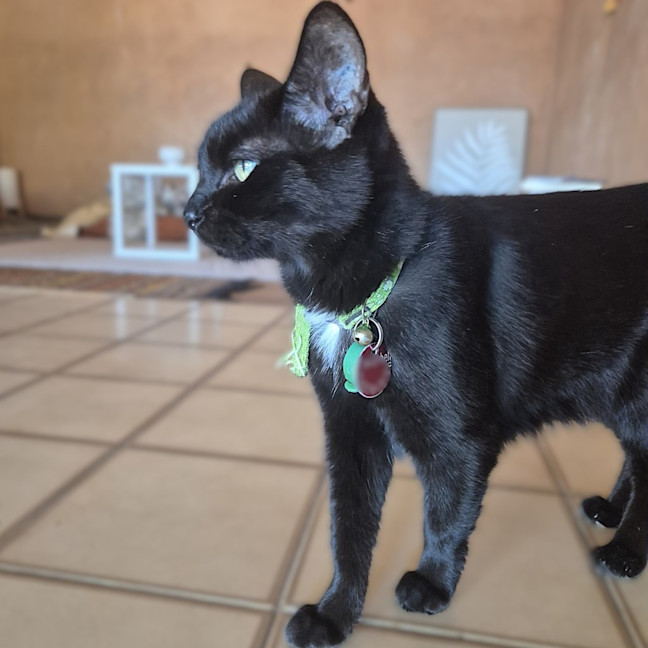 Photo of Tinkerbelle