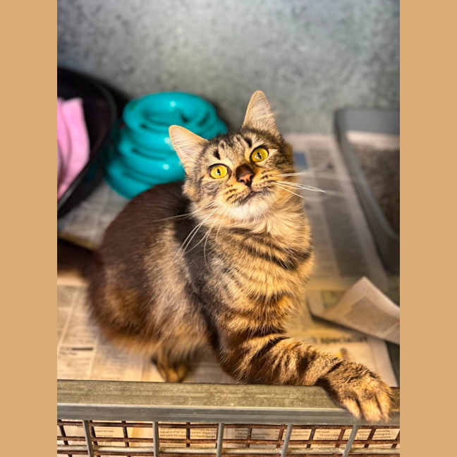Photo of Zulu