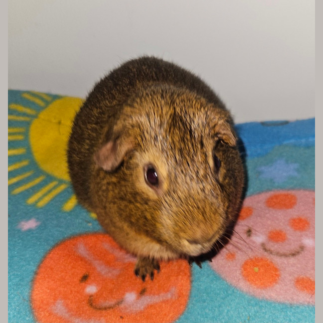 Photo of Beanie