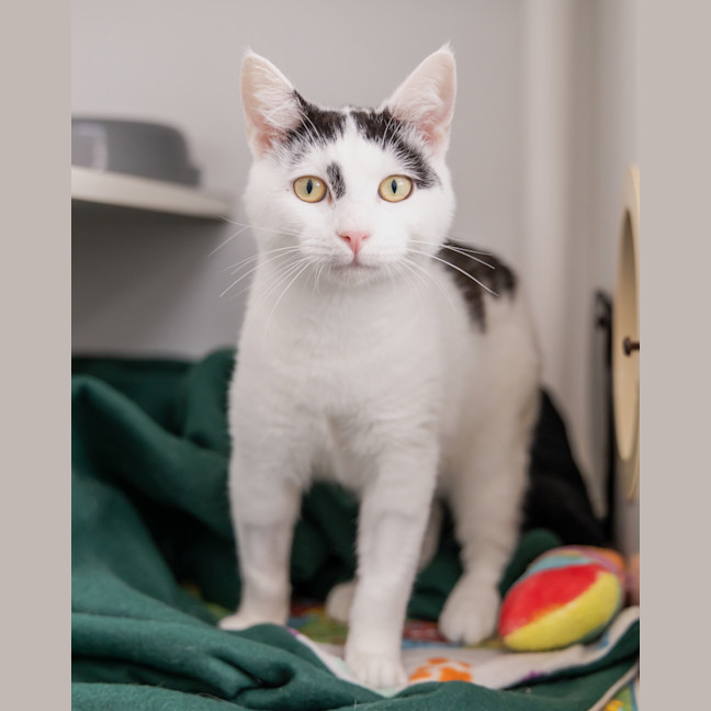 Photo of Pepe Le Pew