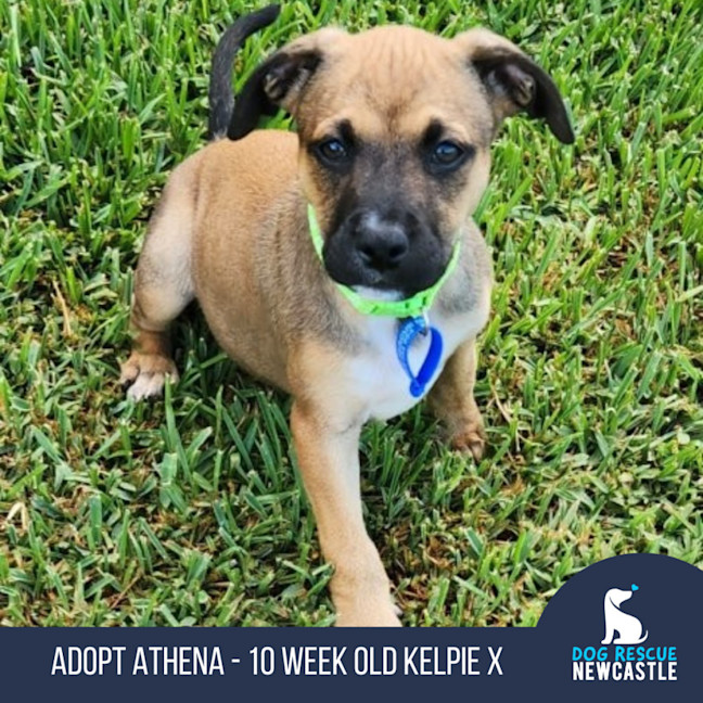 Photo of Athena   10 Week Old Kelpie X