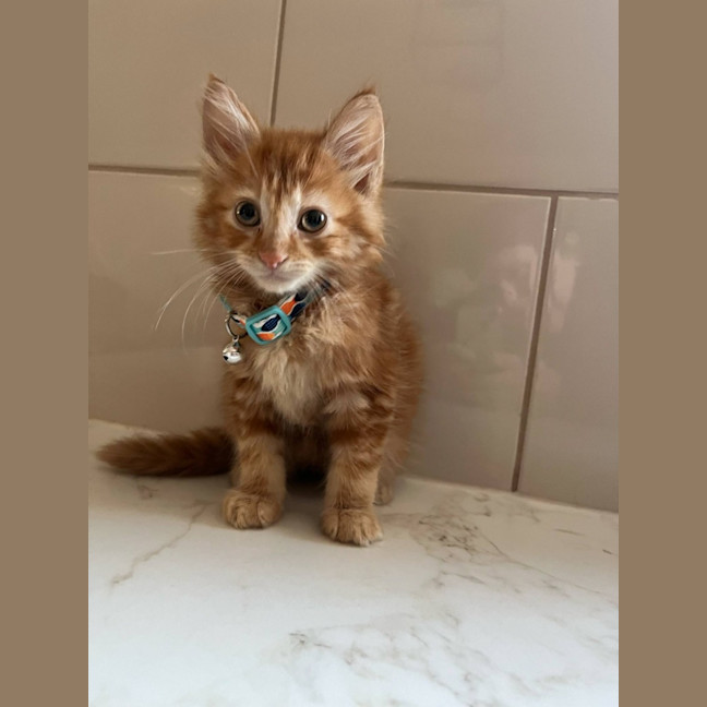 Photo of Mufasa   Located In Pakenham