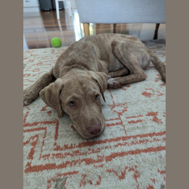 Photo of Teddy