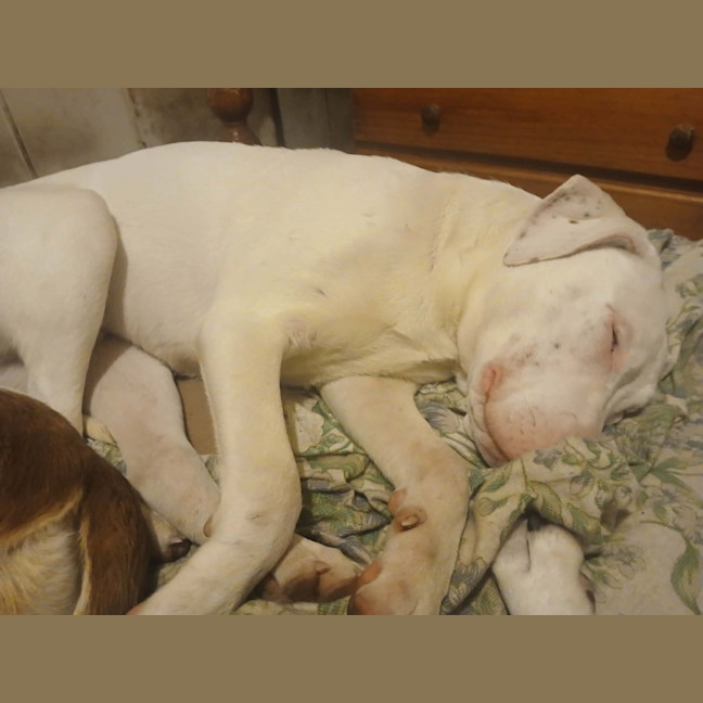 Photo of Ghost