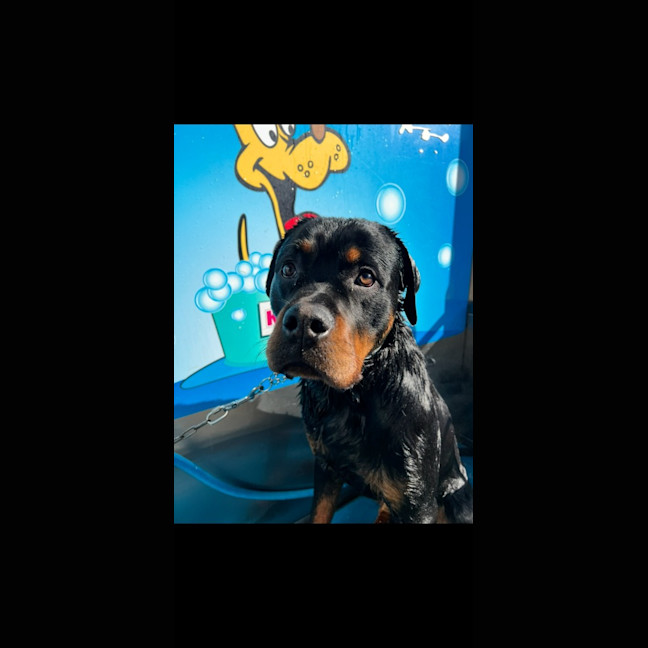 Photo of Bear