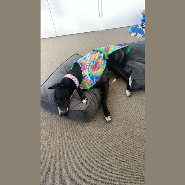 Photo of Candy, The Greyhound