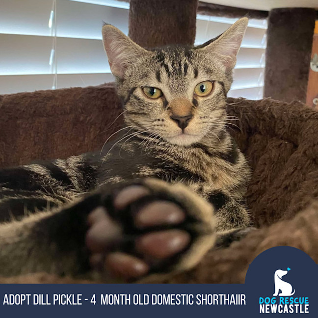 Photo of Dill Pickle   4 Month Old Dsh (On Trial)
