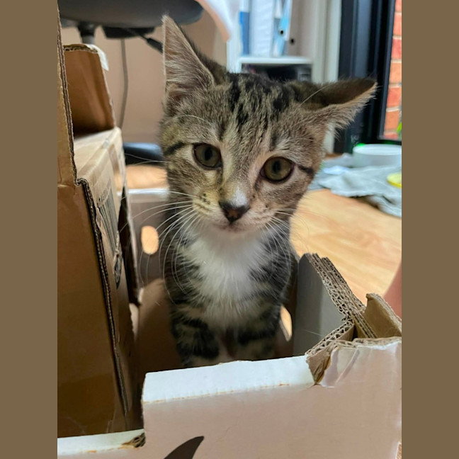 Photo of Sailor   In Foster Care In Bentleigh East