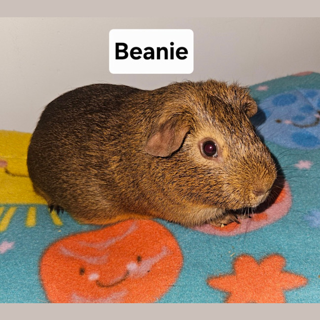 Photo of Beanie