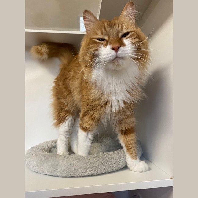 Photo of Dorito