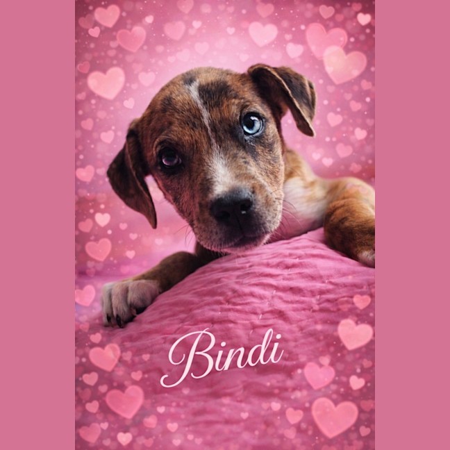 Photo of Bindi